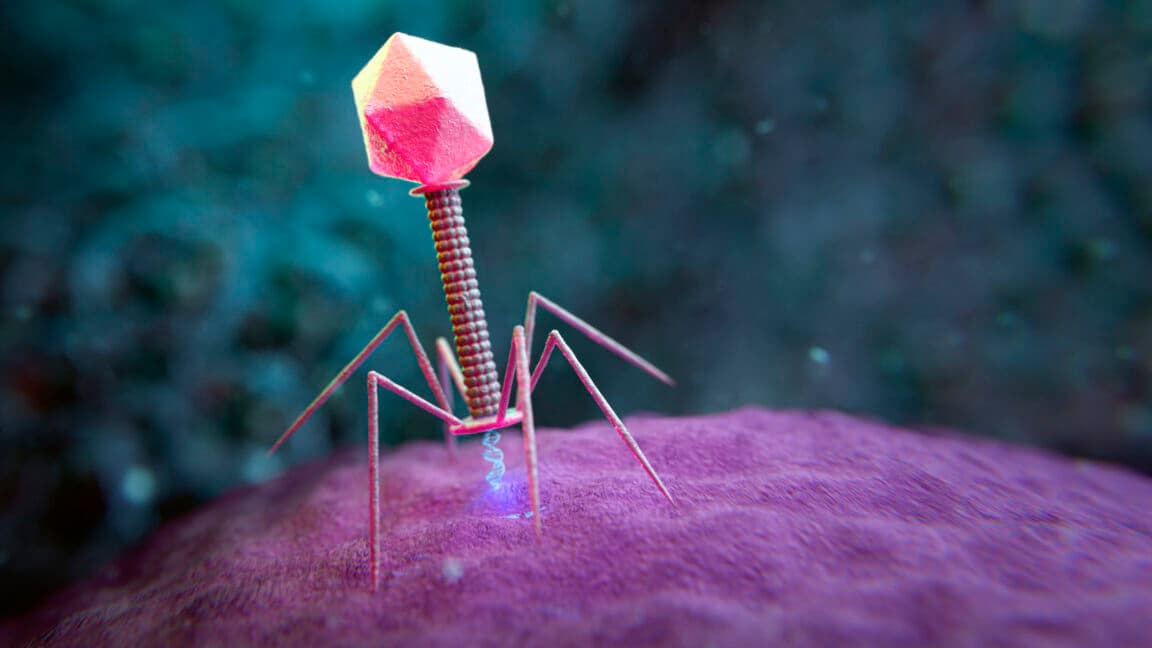 Des modèles de génome IA capables de concevoir des virus bactériens